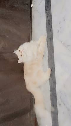 12,000 ki ha butifull you can buy this butifull cat final 10,000 ki ha