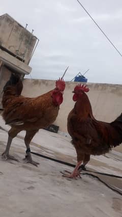 2 Male Chickens For Sell. . .