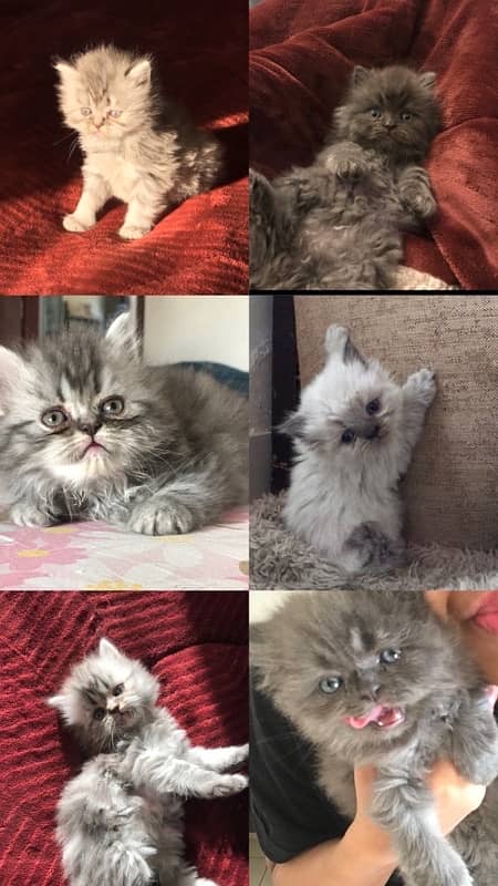 persian kittens up for adoption to loving families 0