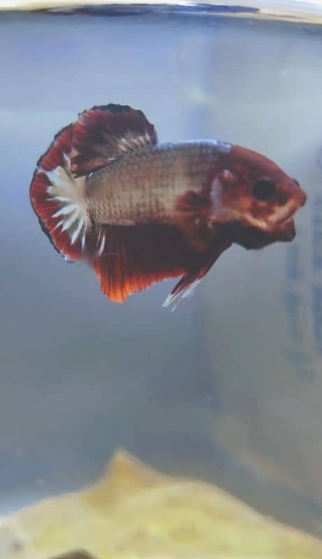 Exotic Betta's 3