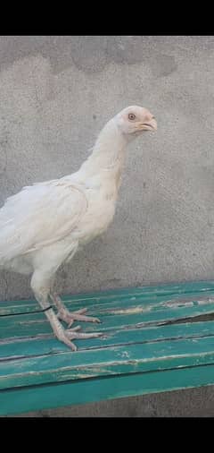 indian parrot beak cross pair