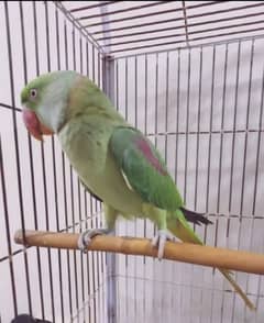 raw parrot for sale my WhatsApp number 03267483108