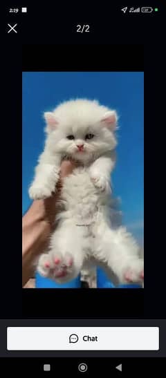 Persian cat for sale male or female my WhatsApp 0335=071=96=81