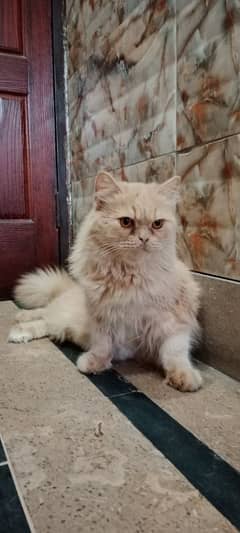 Persian female cat