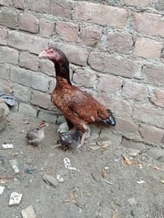 Murgi with chicks/Aseel with chicks / Murgi for sale