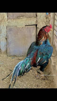 aseel murga for sale hi quality breed lasani amroha