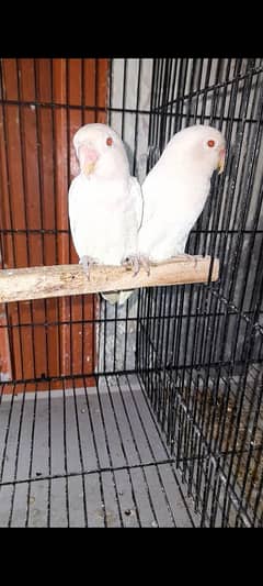 Albino red eyes pair available age 1 year