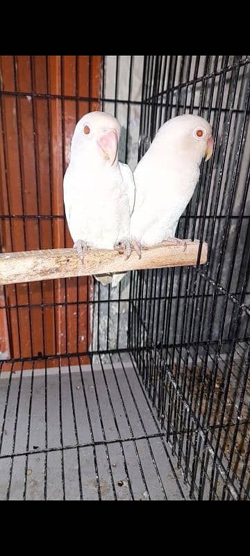 Albino red eyes pair available age 1 year 1