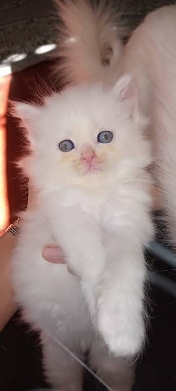 kittens available 10