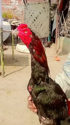 Aseel Kamalia breed . .