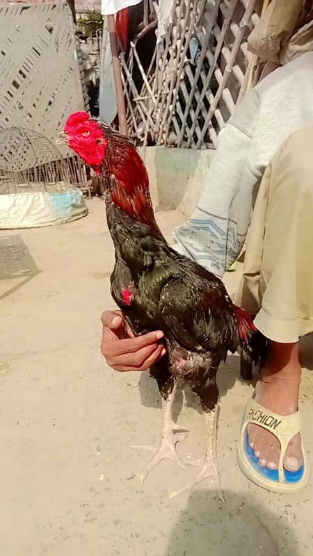 Aseel Kamalia breed . . 1