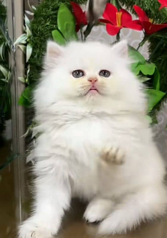 Cat/ Persian/ kittens/ Punch face/ triple coated!/ Blue Eyes/ Baby/ 0