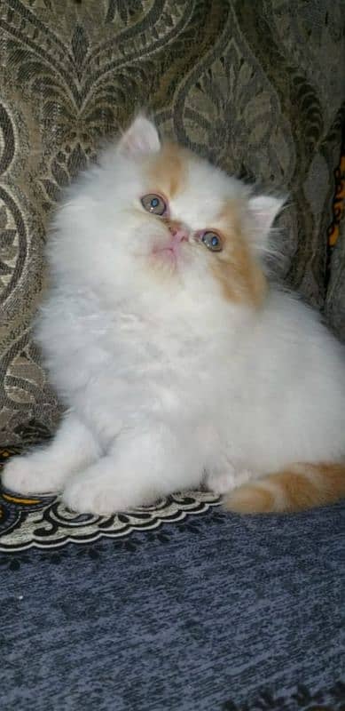 Cat/ Persian/ kittens/ Punch face/ triple coated!/ Blue Eyes/ Baby/ 2