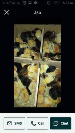 Golden Misri Chicks For Sale