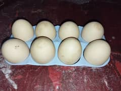 Fresh Fertile Eggs Available