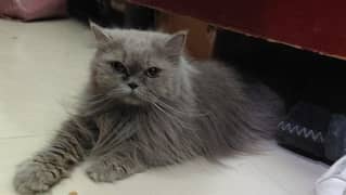 Parsion Gray Cat