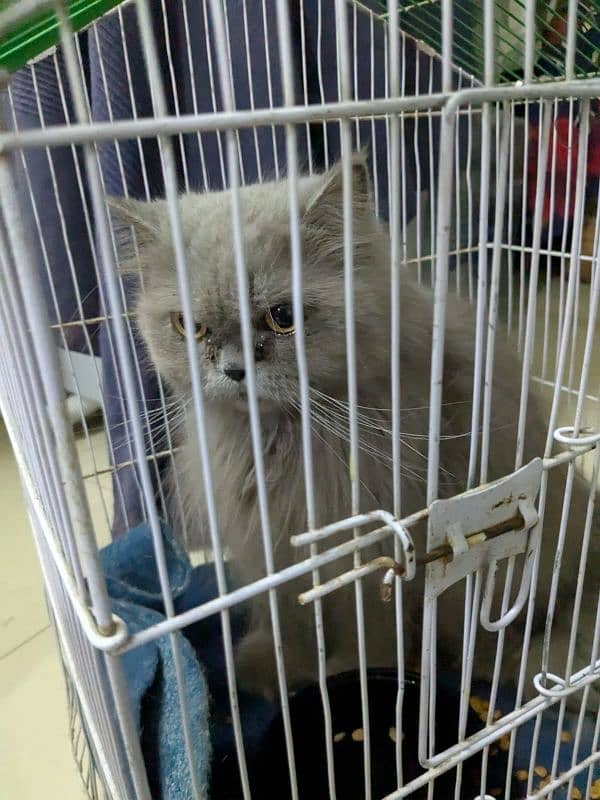 Parsion Gray Cat 2