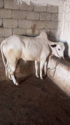 Fateh jhungi bull