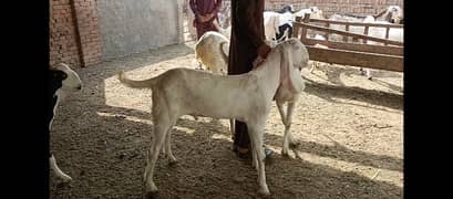 2 dant Rajanpuri Bakra