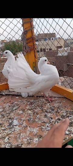 Fancy pigeons for sale