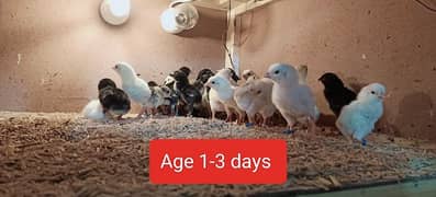 60+ Aseel Chicks of Mianwali & Mushka, Age 1-60 days, Fertile Eggs