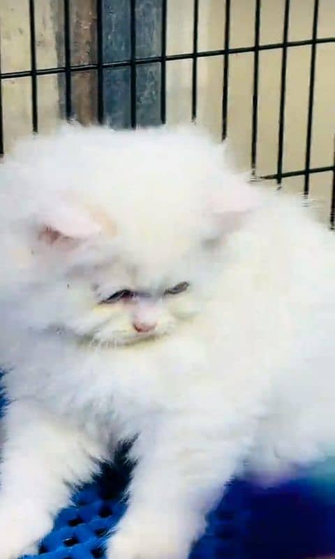 Cat/ Persian/ kittens/ Punch face/ triple coated/" Blue Eyes/ Baby/ 0