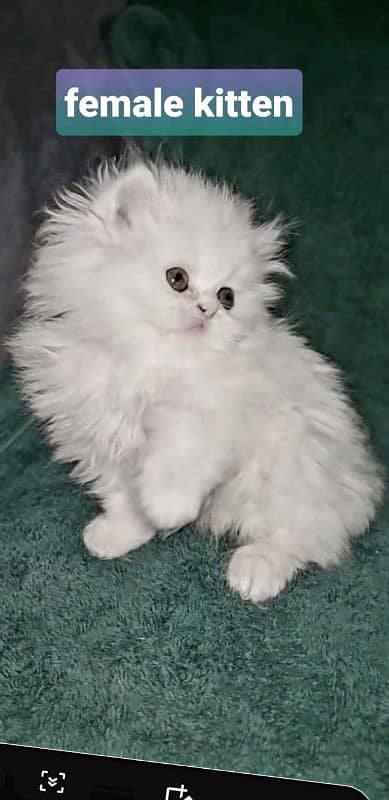 Cat/ Persian/ kittens/ Punch face/ triple coated/" Blue Eyes/ Baby/ 1