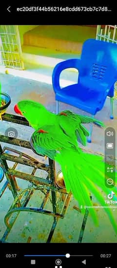 pahadi parrot