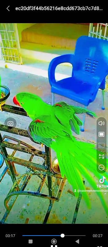 pahadi parrot 0