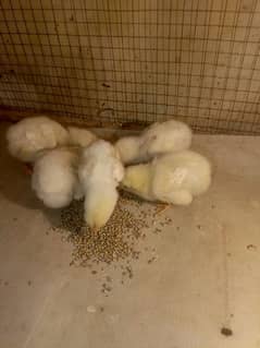 paper white heera aseel chicks for sale