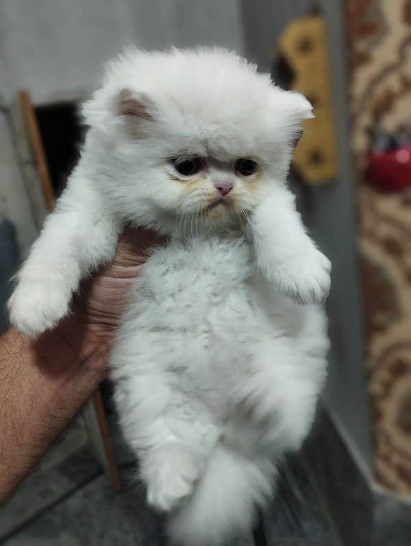 Cat/ Persian/ kittens/ Punch face/ triple coated/+ Blue Eyes/ Baby/ 2