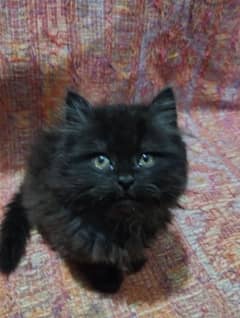 Persian kitten