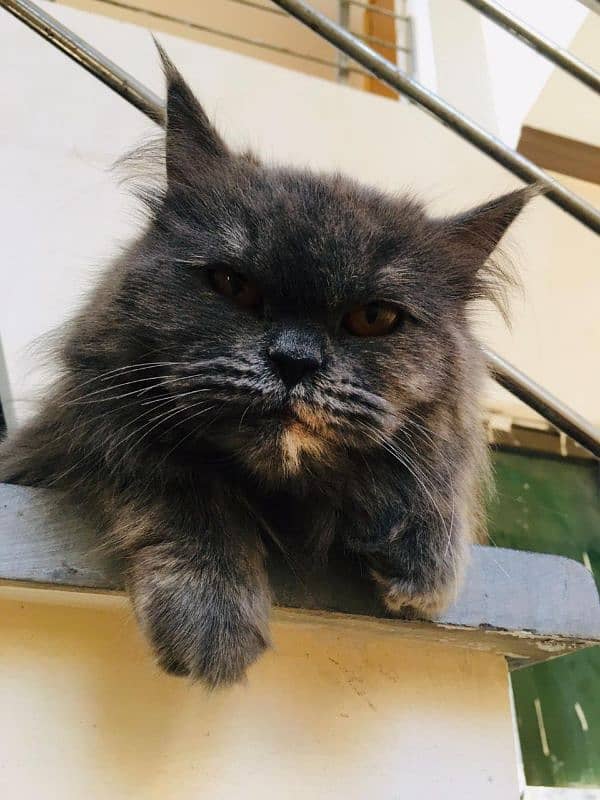 Calico Persian Cat For Sale 1