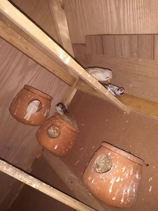 2 pair one extra male finch for sale 0