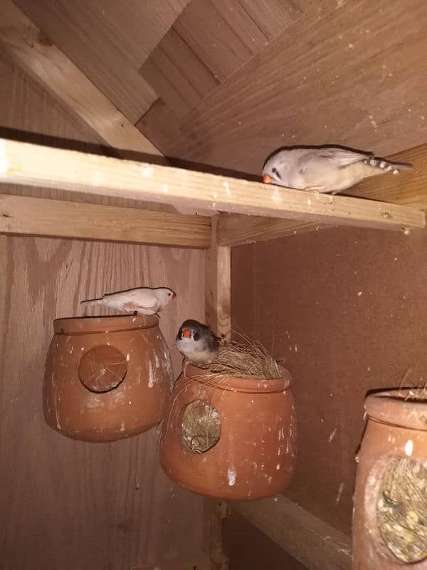 2 pair one extra male finch for sale 1