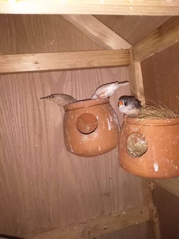 2 pair one extra male finch for sale 3