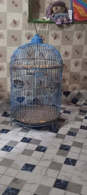 African grey cage 0.3. 1.5. 8.6. 88.5. 7.0. 0