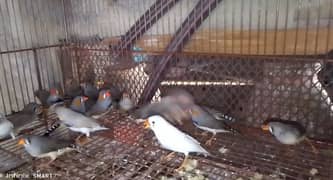 for sale finch breeding pair