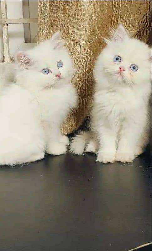 Persian kittens triple coat pair for sale contact whatsap03046501951 3