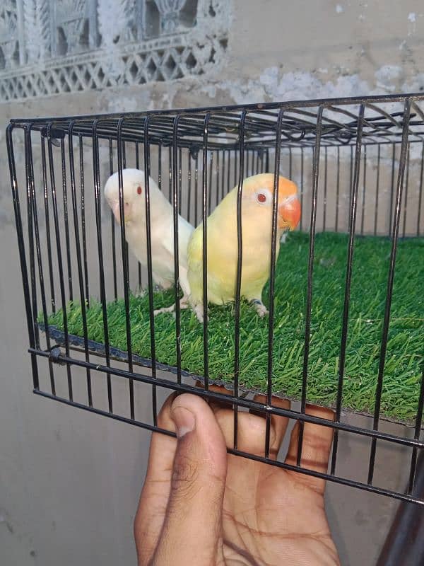 albino Red eye cremino breeder pair female Ando sa load ha . . . . 1