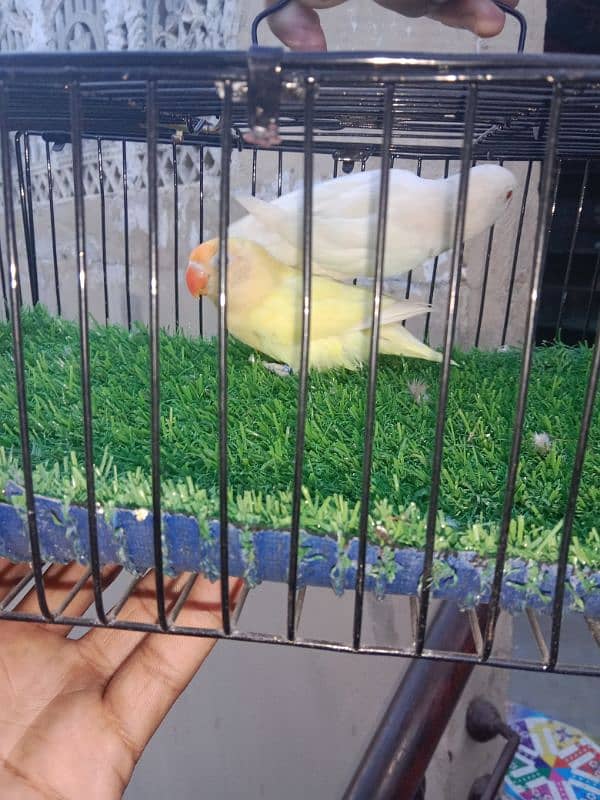 albino Red eye cremino breeder pair female Ando sa load ha . . . . 2