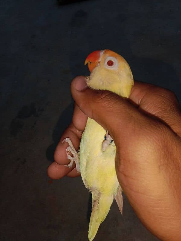 albino Red eye cremino breeder pair female Ando sa load ha . . . . 3