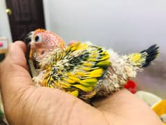 sun Conure and white ringneck