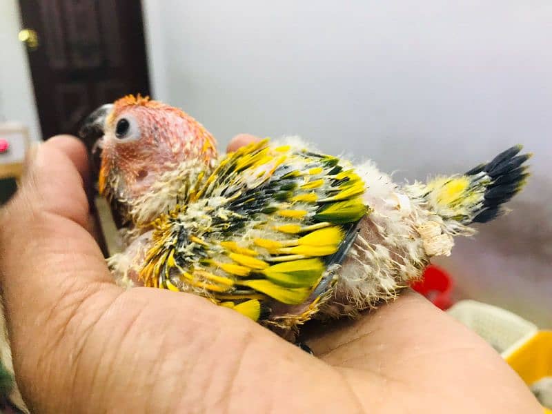 sun Conure and white ringneck 0