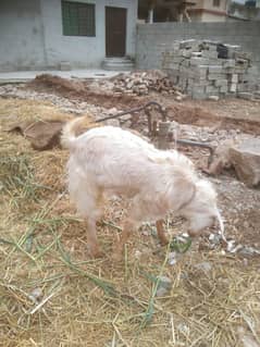 Fresh 2 dant Bakra