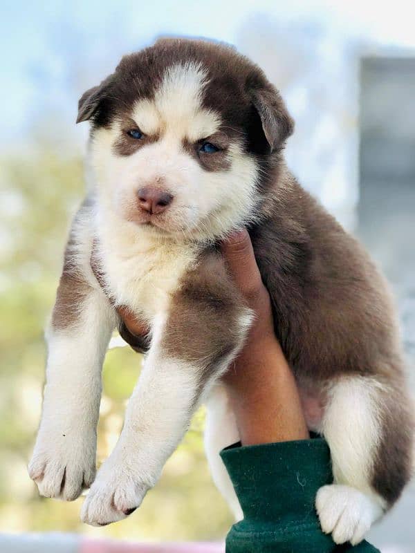 Siberian Huskey Female Puppy Dog 1