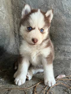 Siberian Huskey Female Puppy Dog