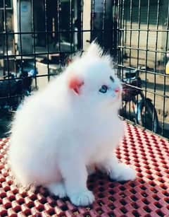 Cat/ Persian/ kittens/ Punch face/ triple coated/} Blue Eyes/ Baby/