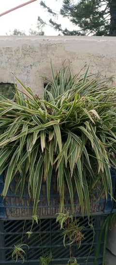 Fully Grown Spider Plant