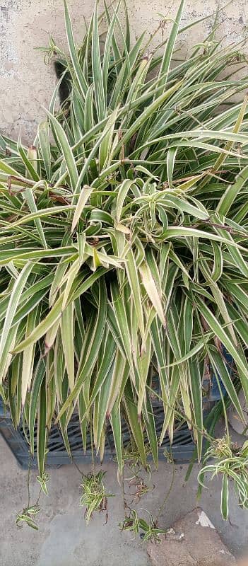 Fully Grown Spider Plant 1